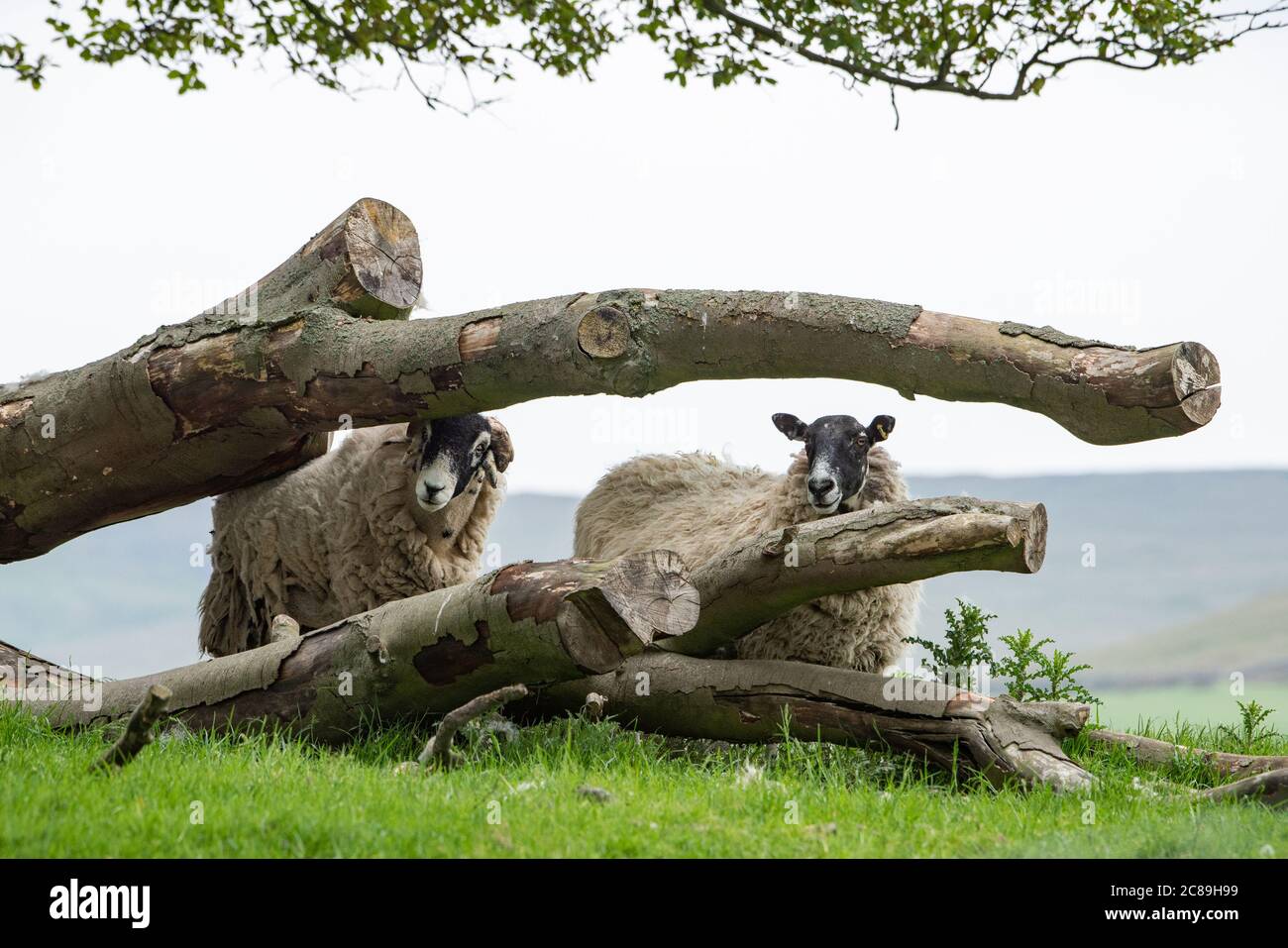 Sheep and fallen tree, Chipping, Preston, Lancashire, UK Stock Photo
