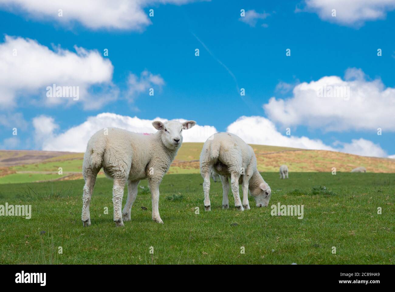 Lambs and sky, Chipping, Preston, Lancashire, UK Stock Photo
