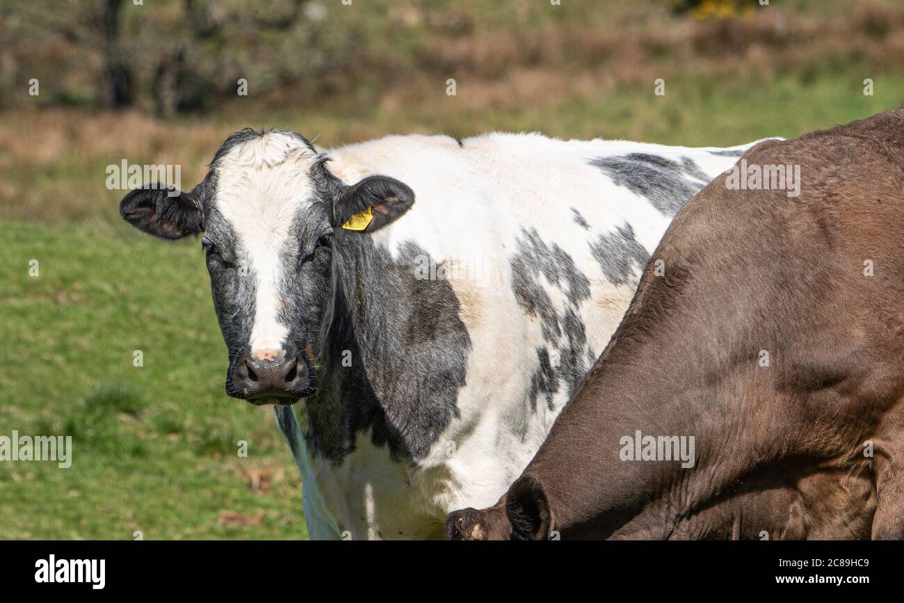 Beef cows, Chipping, Preston, Lancashire, UK Stock Photo