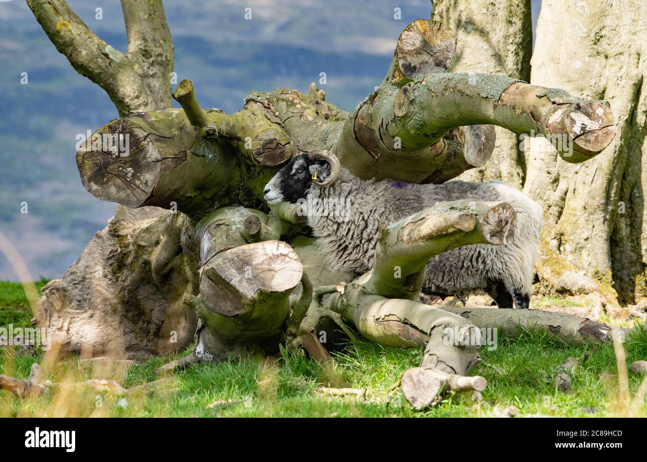 A Swaledale ewe enjoying another fine day in some of the best weather for lambing ever at Chipping, Preston, Lancashire. UK. Stock Photo