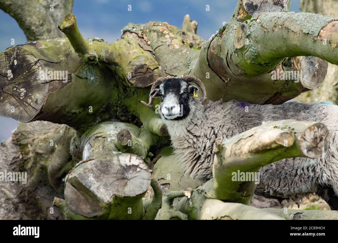 A Swaledale ewe enjoying another fine day in some of the best weather for lambing ever at Chipping, Preston, Lancashire. UK. Stock Photo