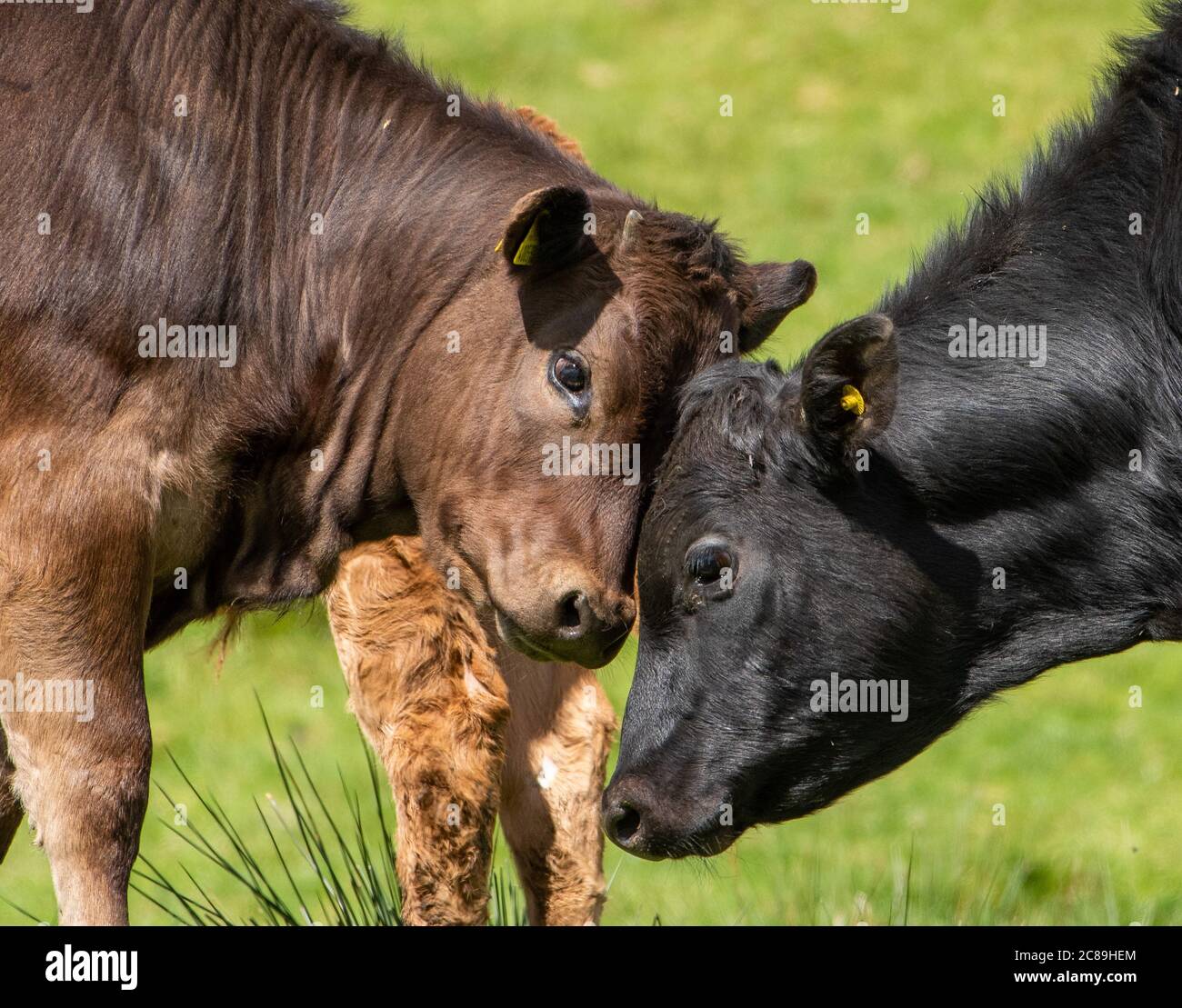 Beef cattle in a grass field, Chipping, Preston, Lancashire, UK Stock Photo