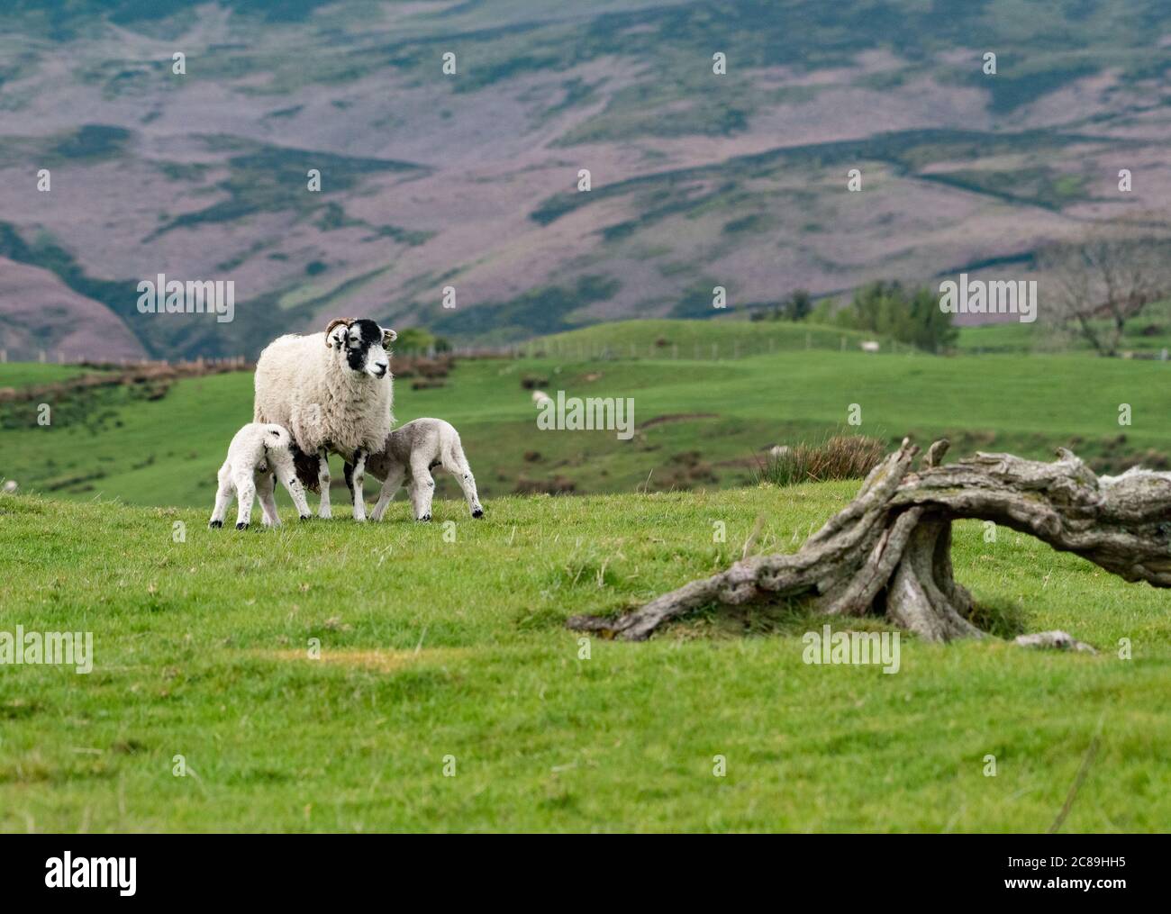 Swaledale ewe and lambs in a grass field, Chipping, Preston, Lancashire, UK Stock Photo