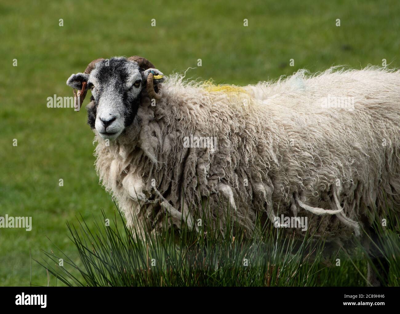 A Swaledale ewe in a grass field, Chipping, Preston, Lancashire. UK. Stock Photo