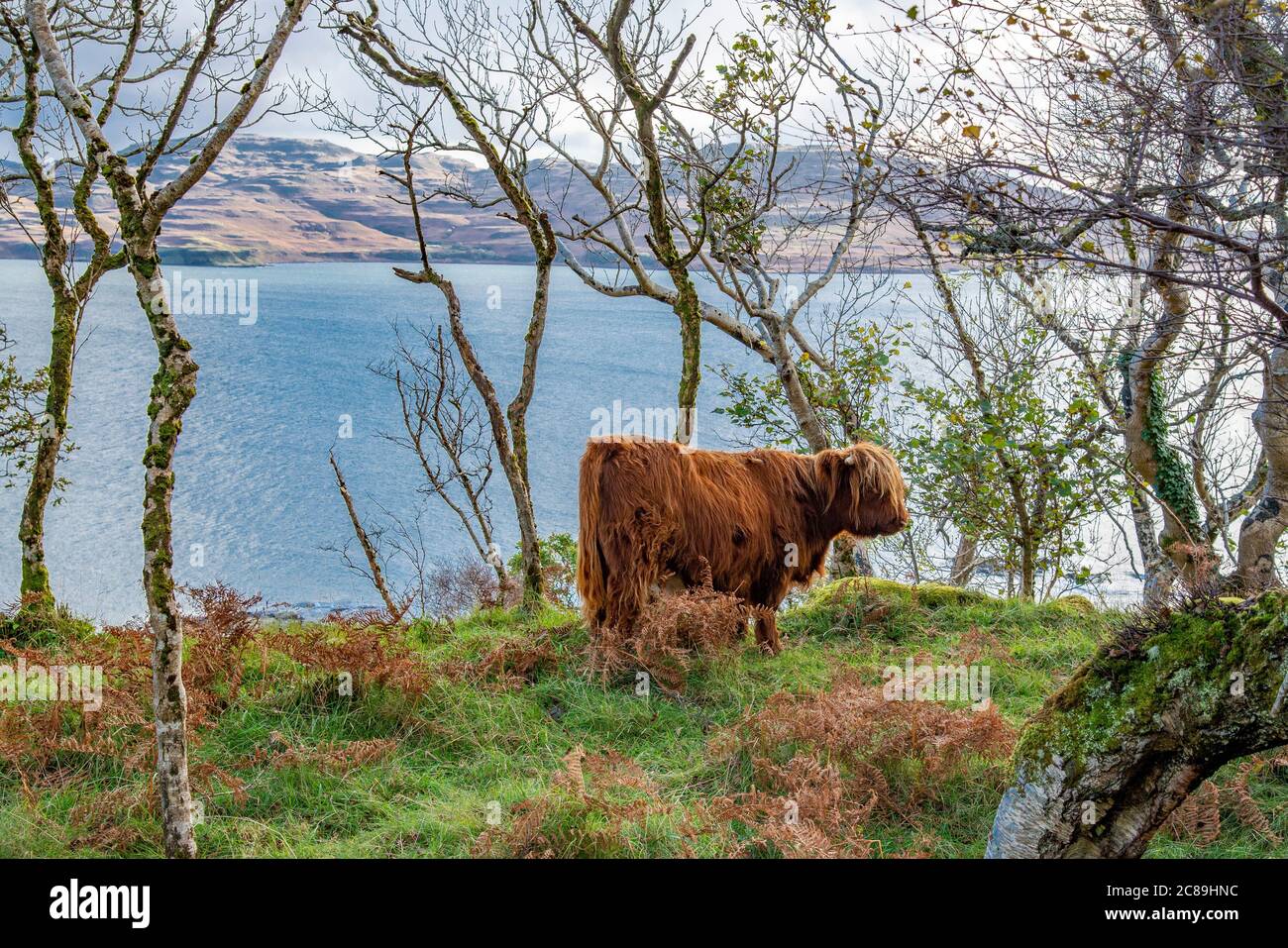 A Highland heifer in coastal woodland, Ballygown, the Isle of Mull, Argyll and Bute, Scotland, United Kingdom. Stock Photo