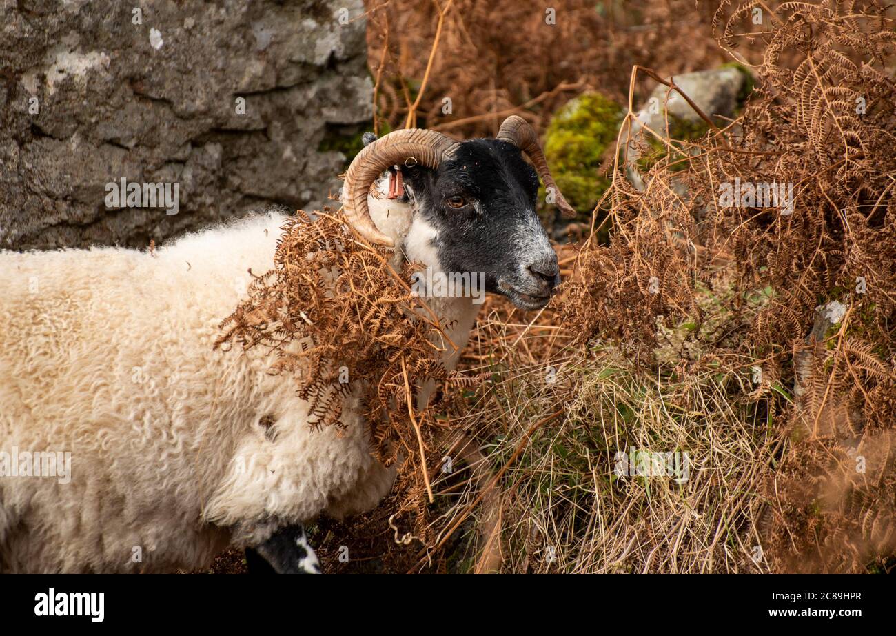Scottish Blackface sheep grazing amongst bracken, Calgary Bay, Calgary, Isle of Mull, Argyll and Bute, Scotland, United Kingdom. Stock Photo