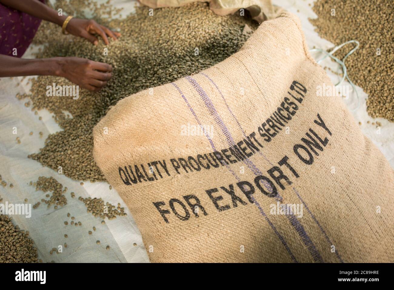Burlap sacks of dried coffee beans are labeled 'For export only' at a farmers' cooperative warehouse in Mbale, Uganda, East Africa. Stock Photo