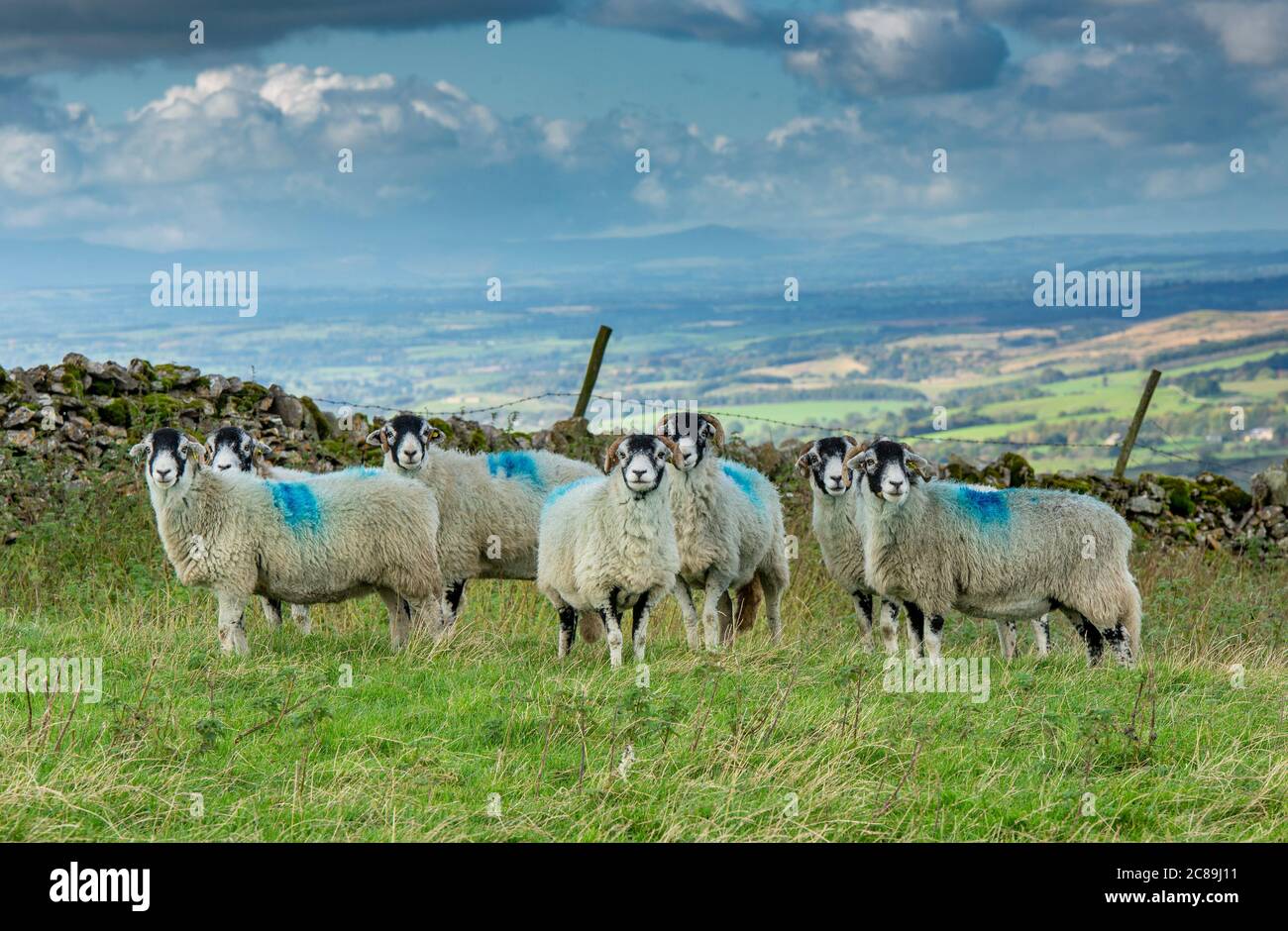 Swaledale ewes, Kirkby Stephen, Cumbria.UK Stock Photo