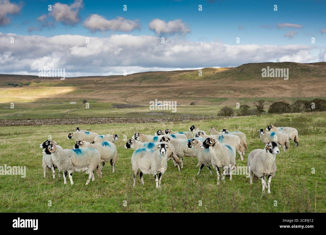 Swaledale ewes, Kirkby Stephen, Cumbria.UK Stock Photo