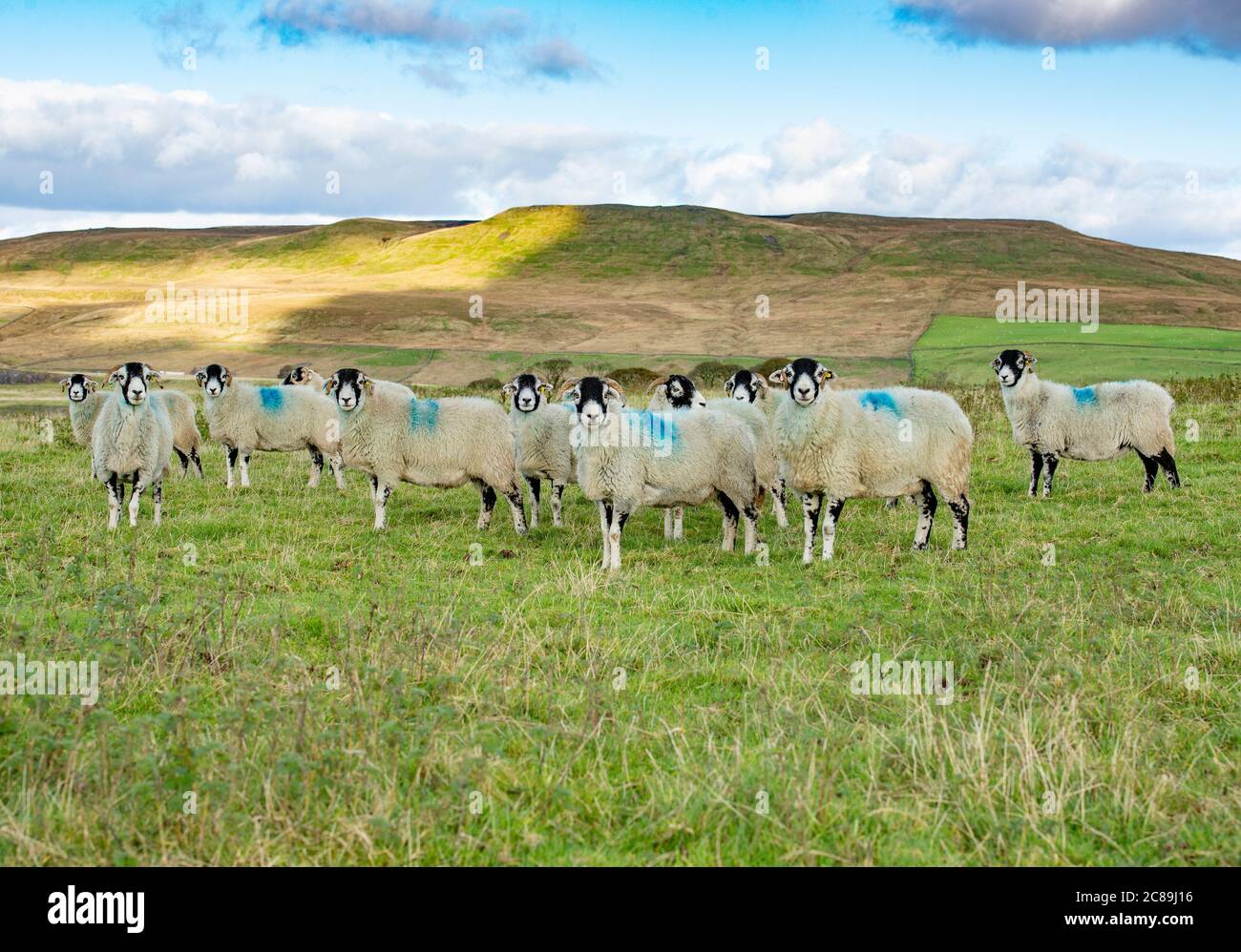 Swaledale ewes, Kirkby Stephen, Cumbria.UK Stock Photo