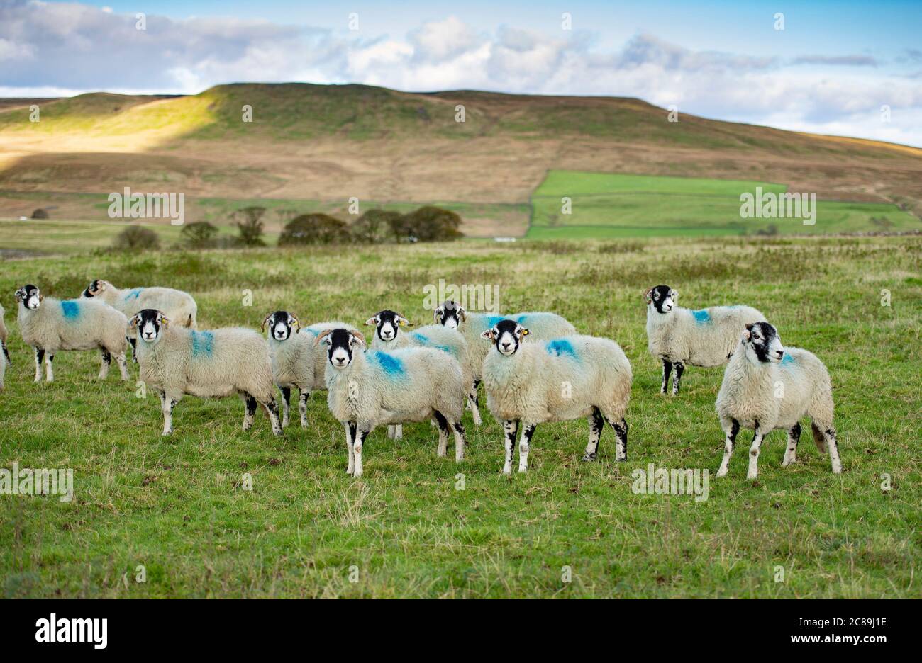 Swaledale ewes, Kirkby Stephen, Cumbria.UK Stock Photo