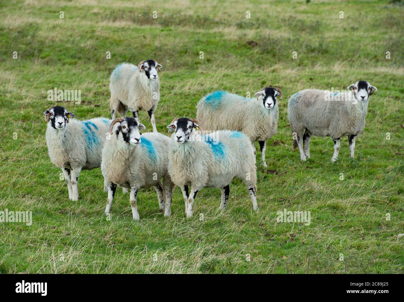 Swaledale ewes, Kirkby Stephen, Cumbria.UK Stock Photo