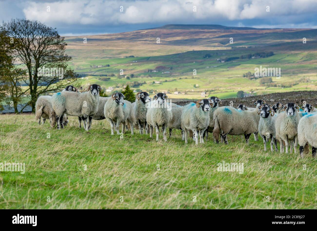 Swaledale ewes, Kirkby Stephen, Cumbria.UK Stock Photo