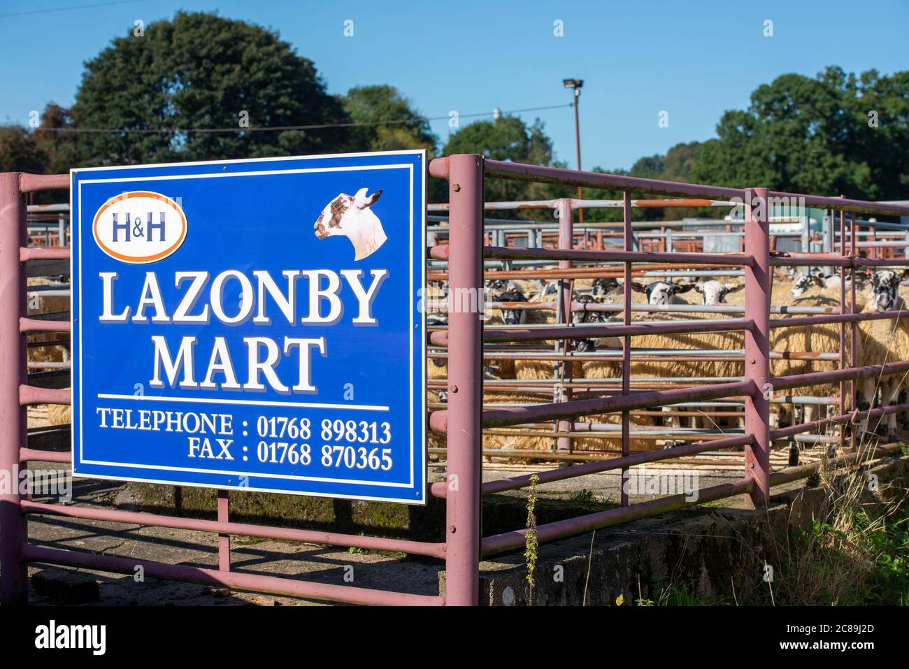 Sign at Lazonby Mart. Mule sheep sale, Lazonby Livestock Auction Market