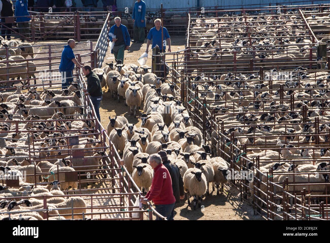 Mule gimmer lambs hires stock photography and images Alamy