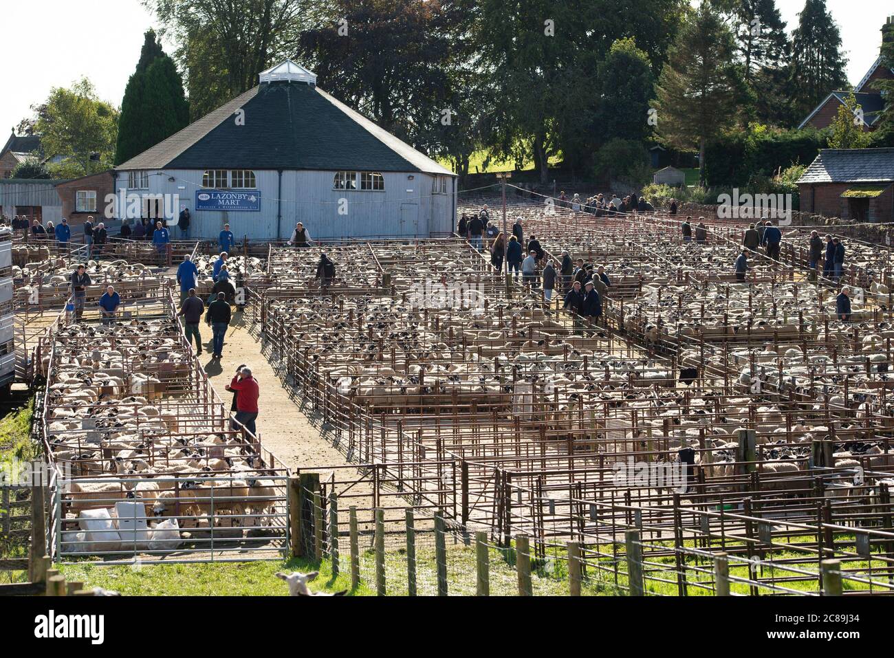 Mule sheep sale, Lazonby Livestock Auction Market, Lazonby, Cumbria