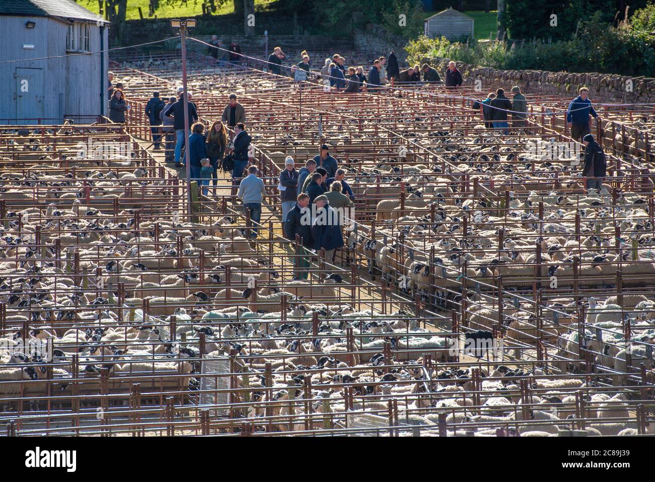 Gimmer sheep hires stock photography and images Alamy