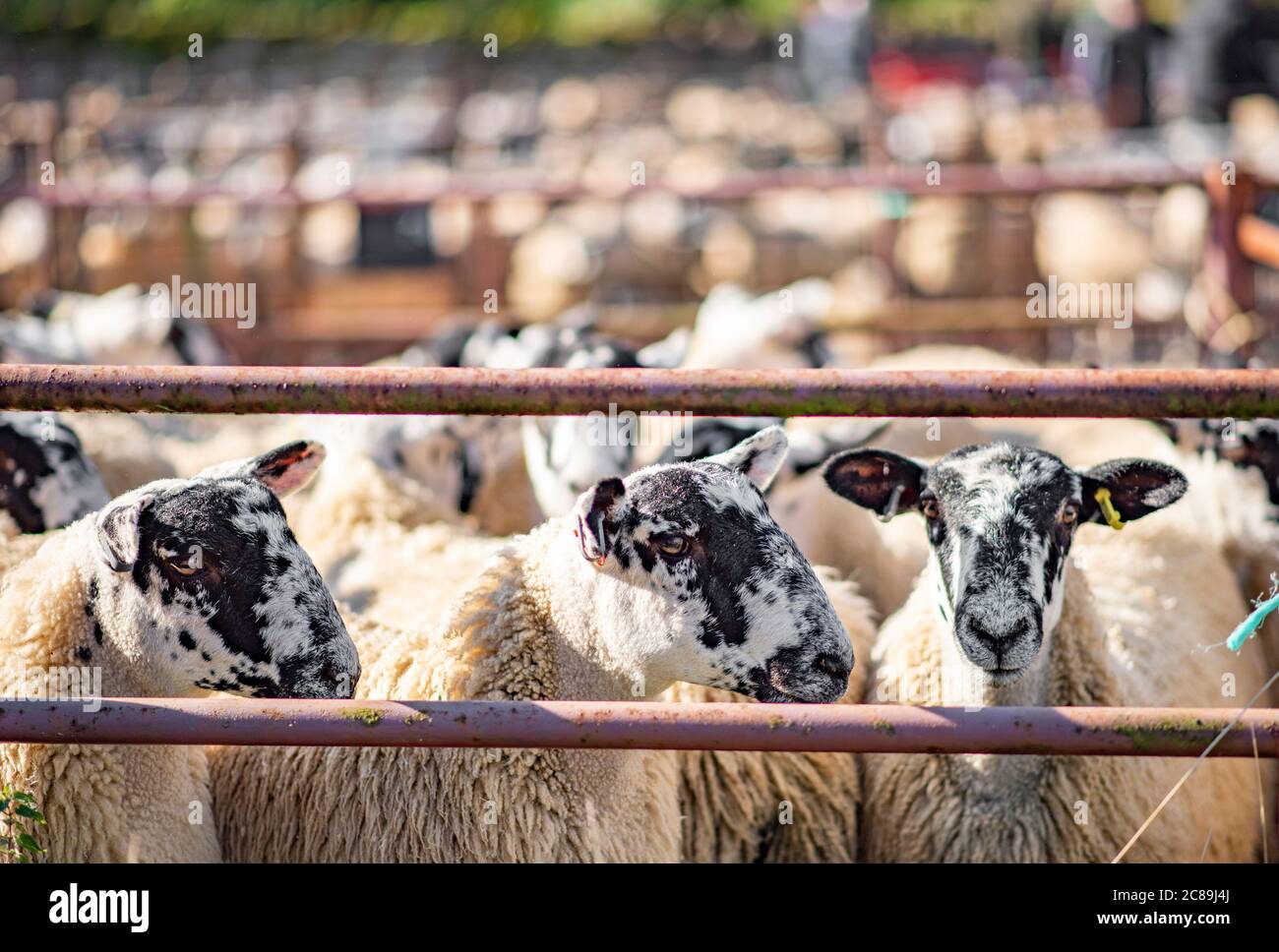Mule sheep sale, Lazonby Livestock Auction Market, Lazonby, Cumbria
