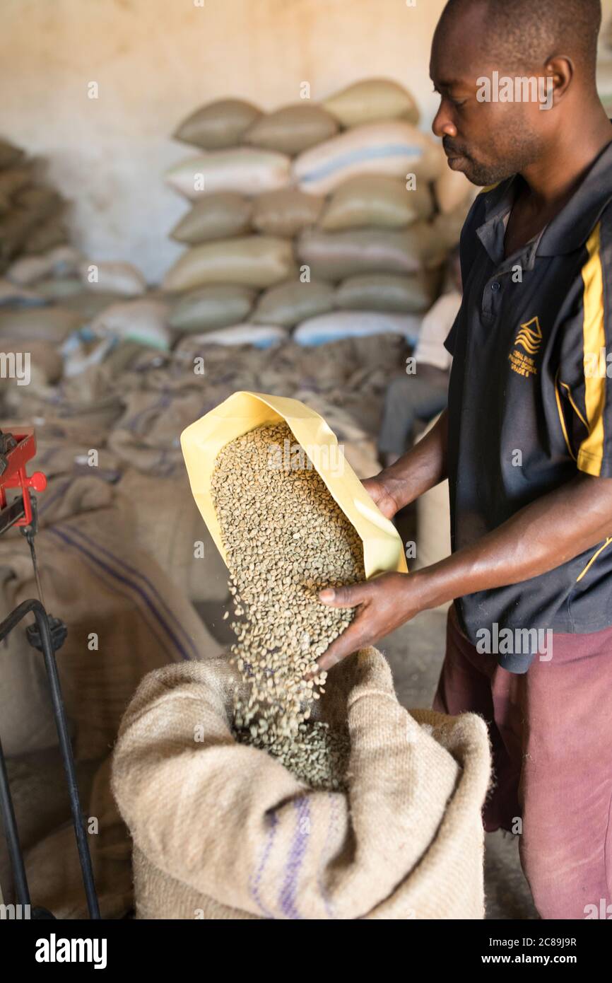 Dried coffee beans are weighed and stored in burlap sacks at a coffee