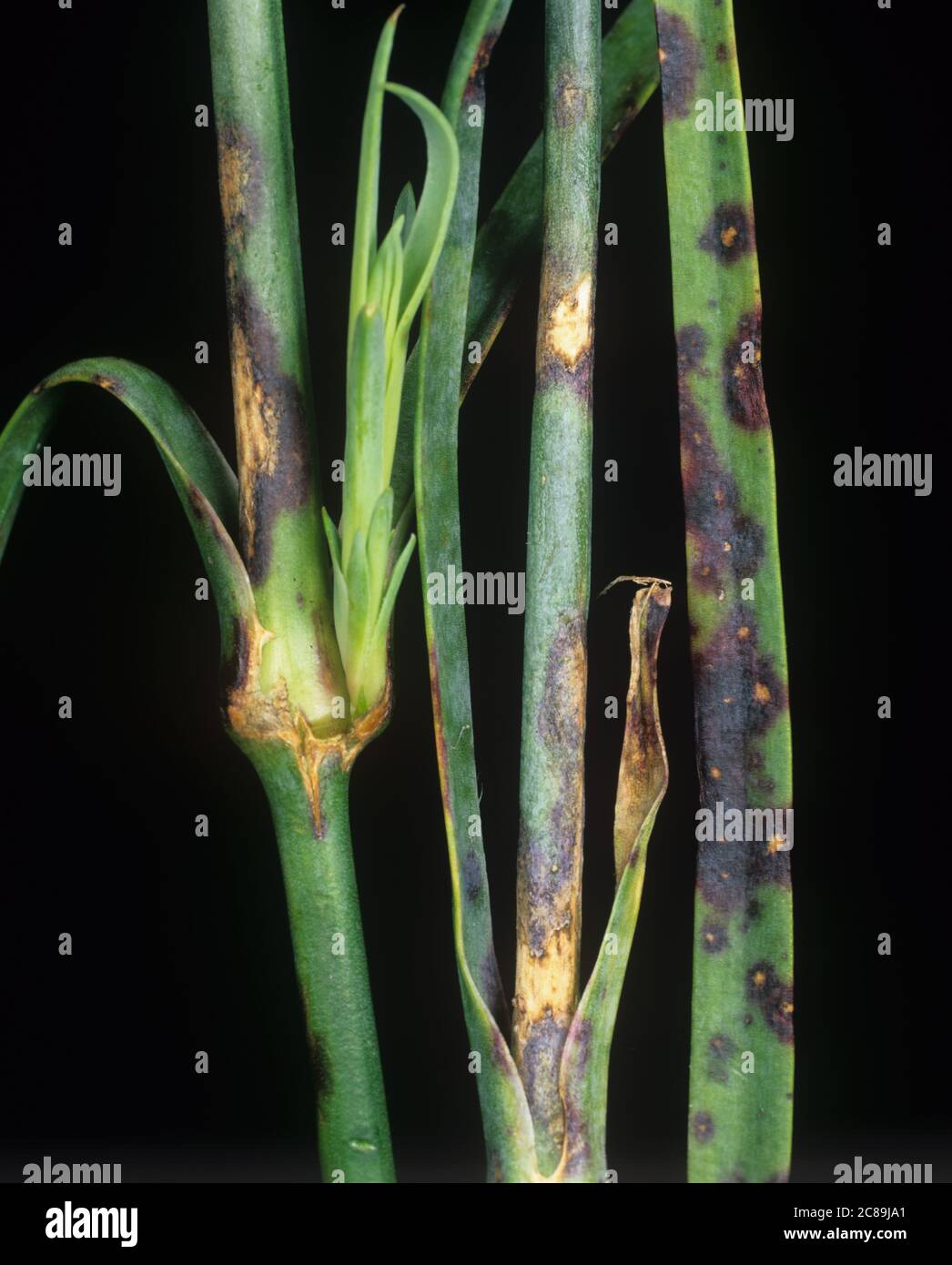 Dianthus leaf spot (Septoria dianthi) fungus  infection on stem and leaves of and ornamental pink (Dianthus spp.) Stock Photo