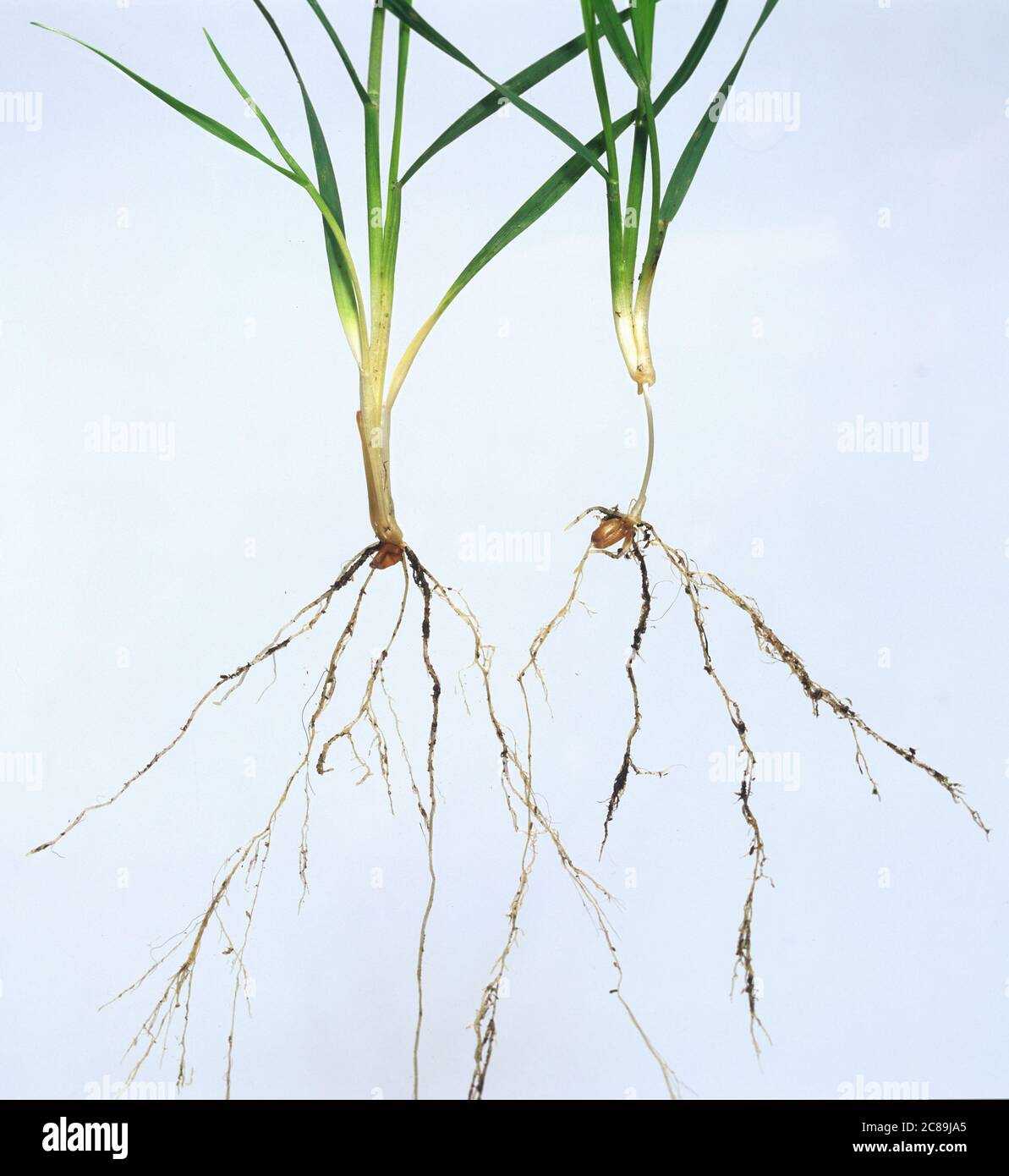 Two wheat plants at growth stage 21 showing long sub-crown internode and no internode from different cultivation regimes Stock Photo