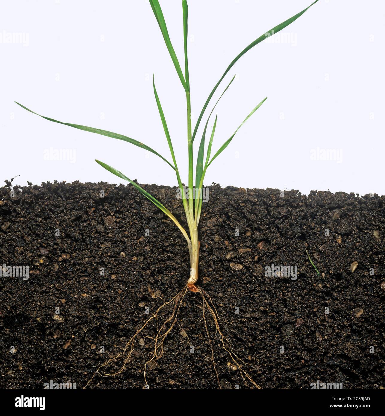Wheat plant growth stage 21 with no sub-crown internode, shallow cultivation regime, Stock Photo