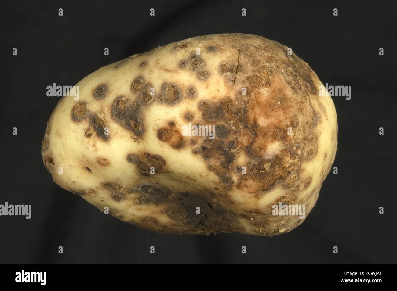 Powdery scab (Spongospora subterranea f.sp. subterranea) lesions of a cercozoan disease on a washed potato tuber Stock Photo
