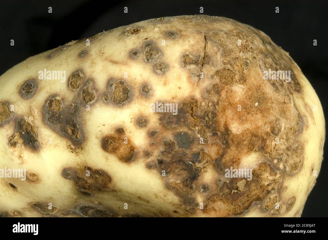 Powdery scab (Spongospora subterranea f.sp. subterranea) lesions of a cercozoan disease on a washed potato tuber Stock Photo