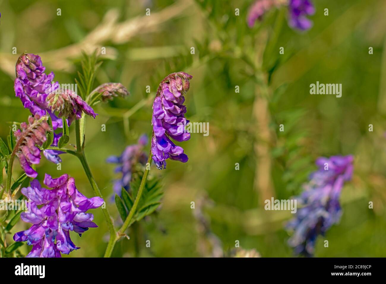 bright purple vetch flowers in a green field, selective focus - Vicia villosa Stock Photo