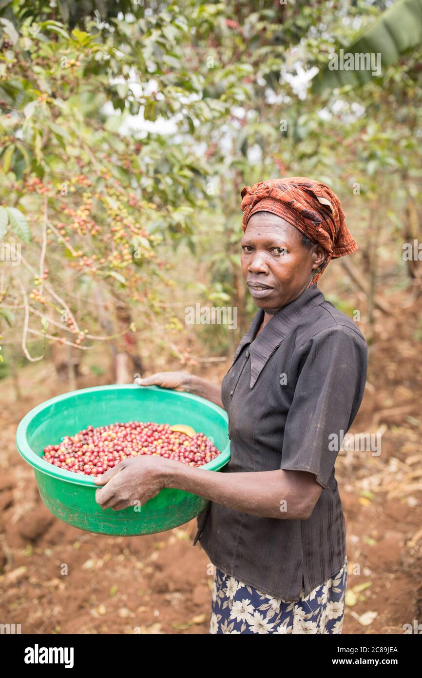 Woman farmer harvesting fresh coffee cherries from coffee trees in the