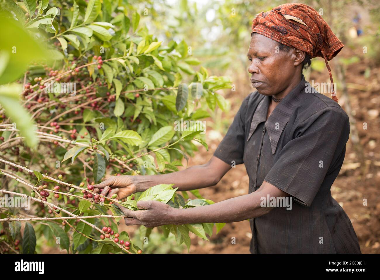 Woman farmer harvesting fresh coffee cherries from coffee trees in the