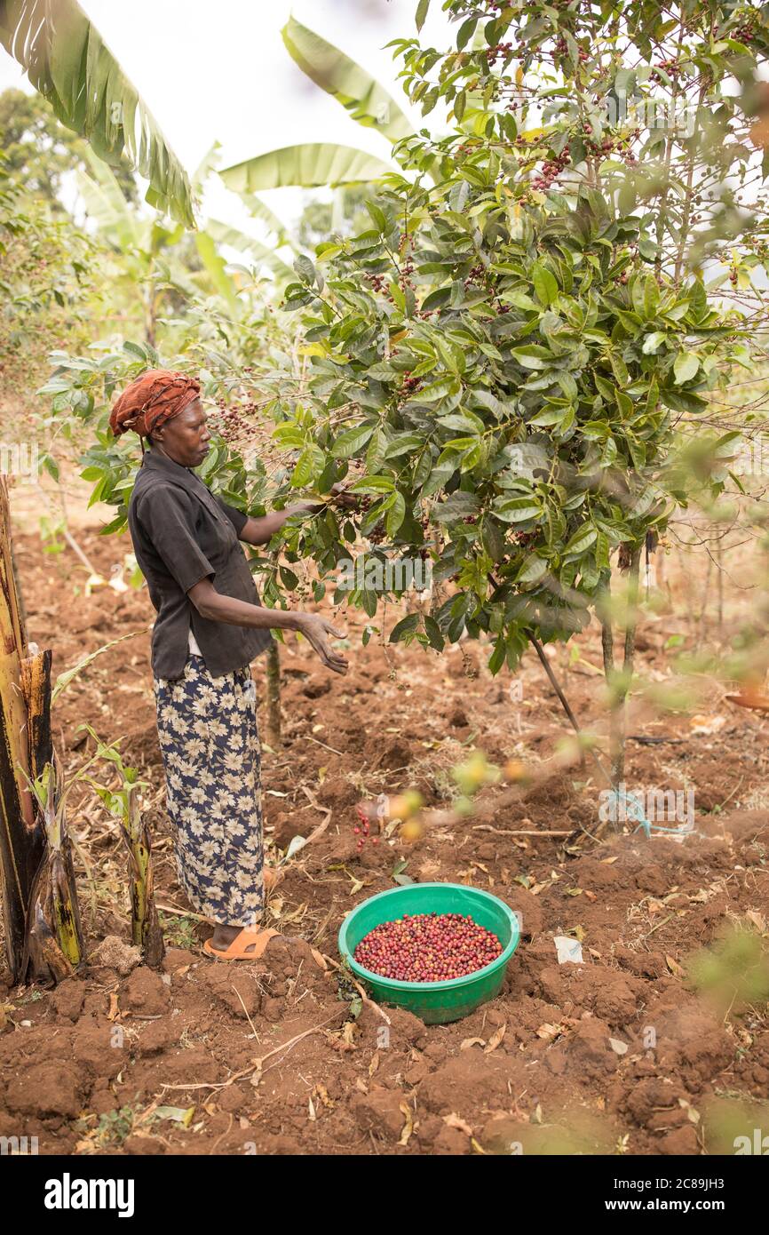 Coffee growers harvesting fresh coffee cherries on the farm on the