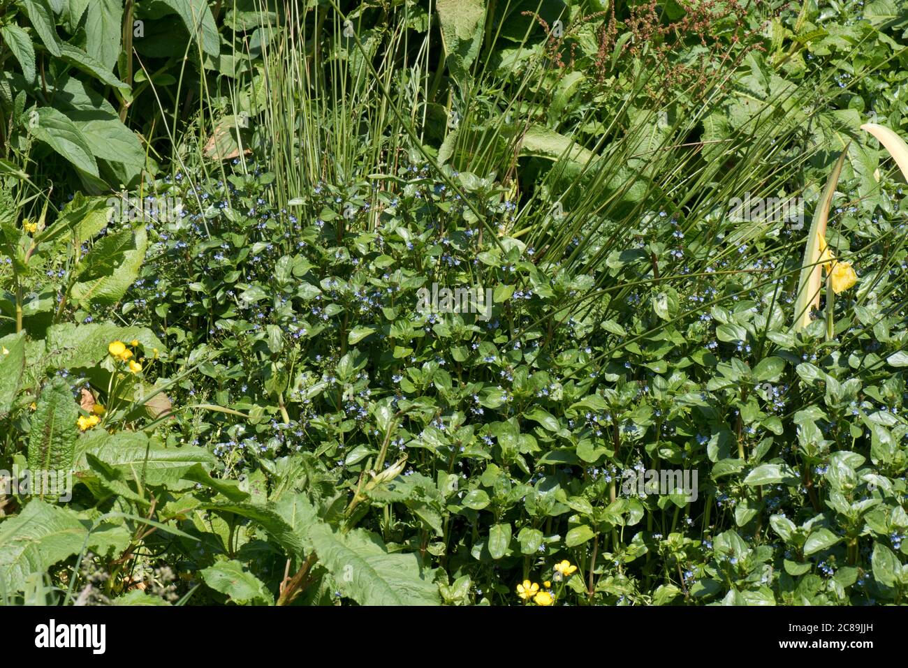 Marginal plants in spring hi-res stock photography and images - Alamy