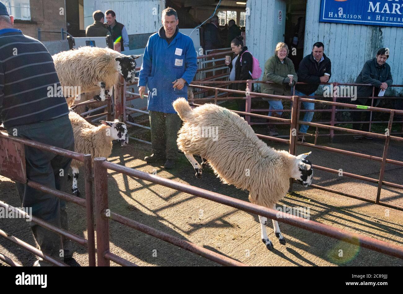Leaping sheep hires stock photography and images Alamy