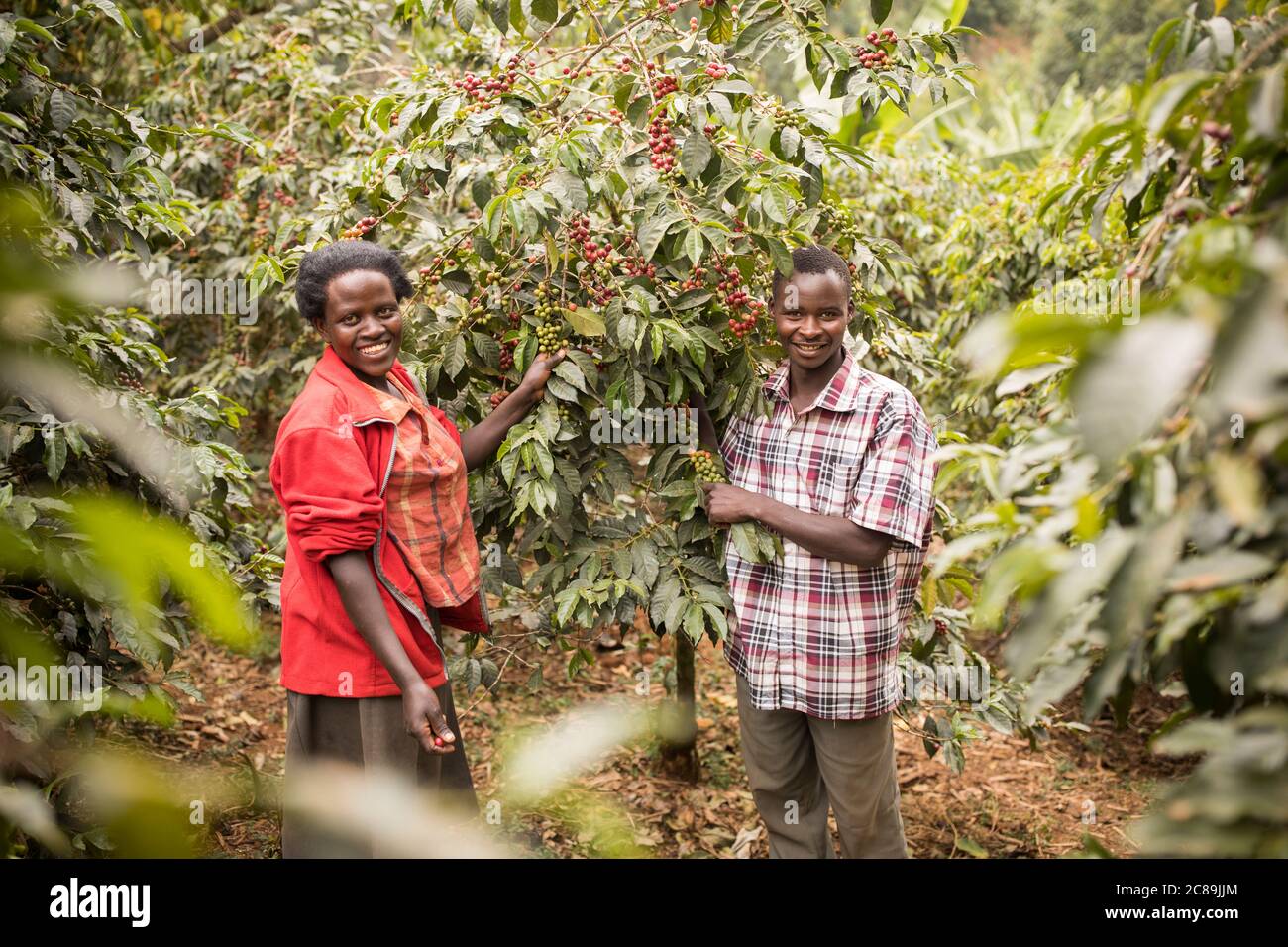 African Harvest Organic Coffee - Homestead Coffee Roasters
