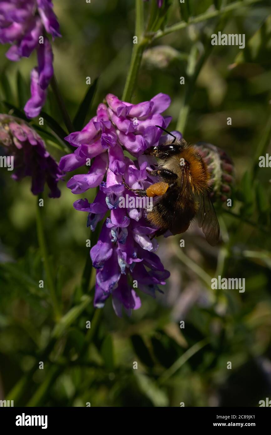 bright purple vetch flowers in a green field, selective focus - Vicia villosa Stock Photo