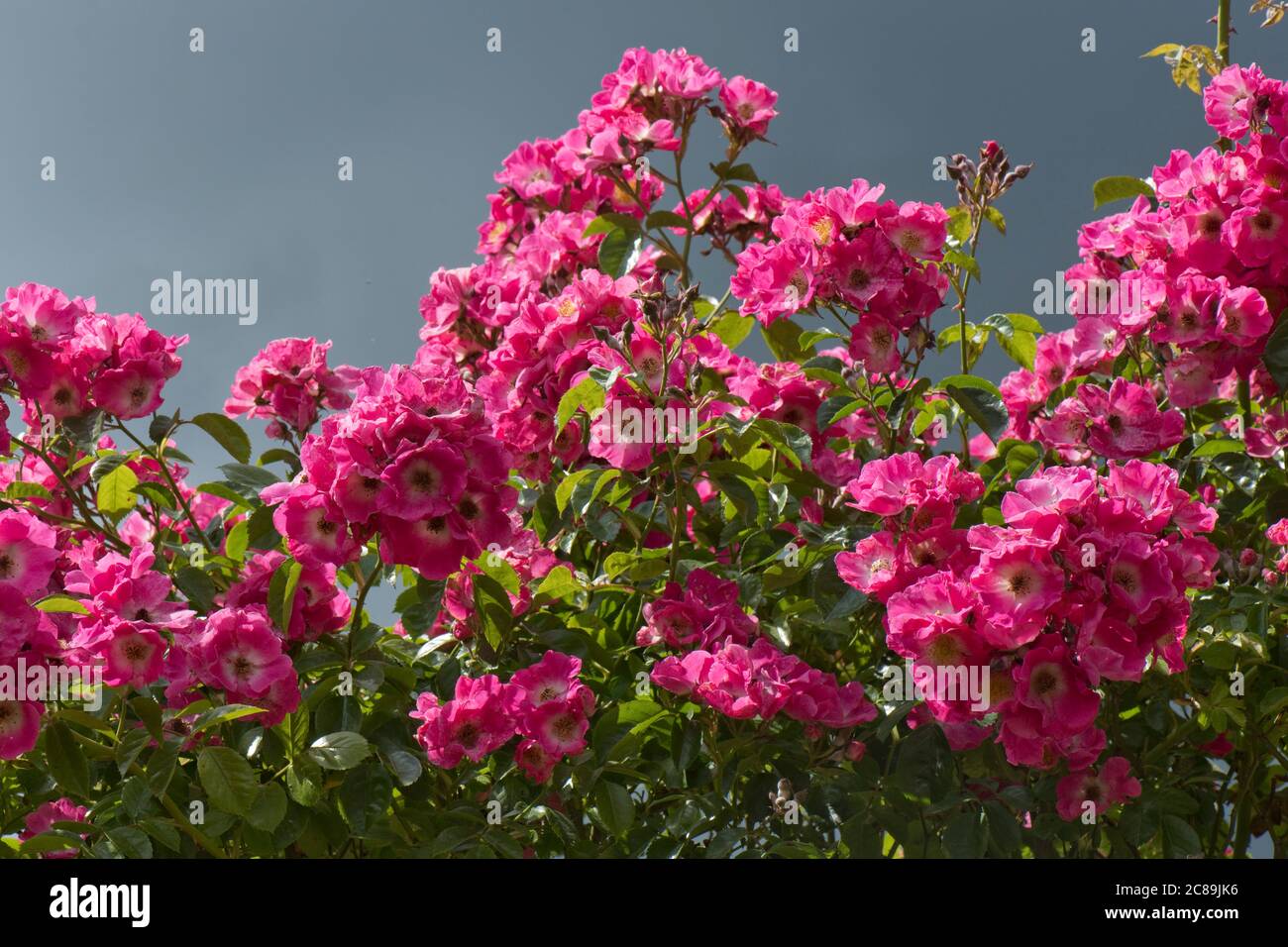 Bright pink prolific flowers of rambling rose 'American Pillar' growing over a rose arch in sunlight against a grey sky, Berkshire, June Stock Photo