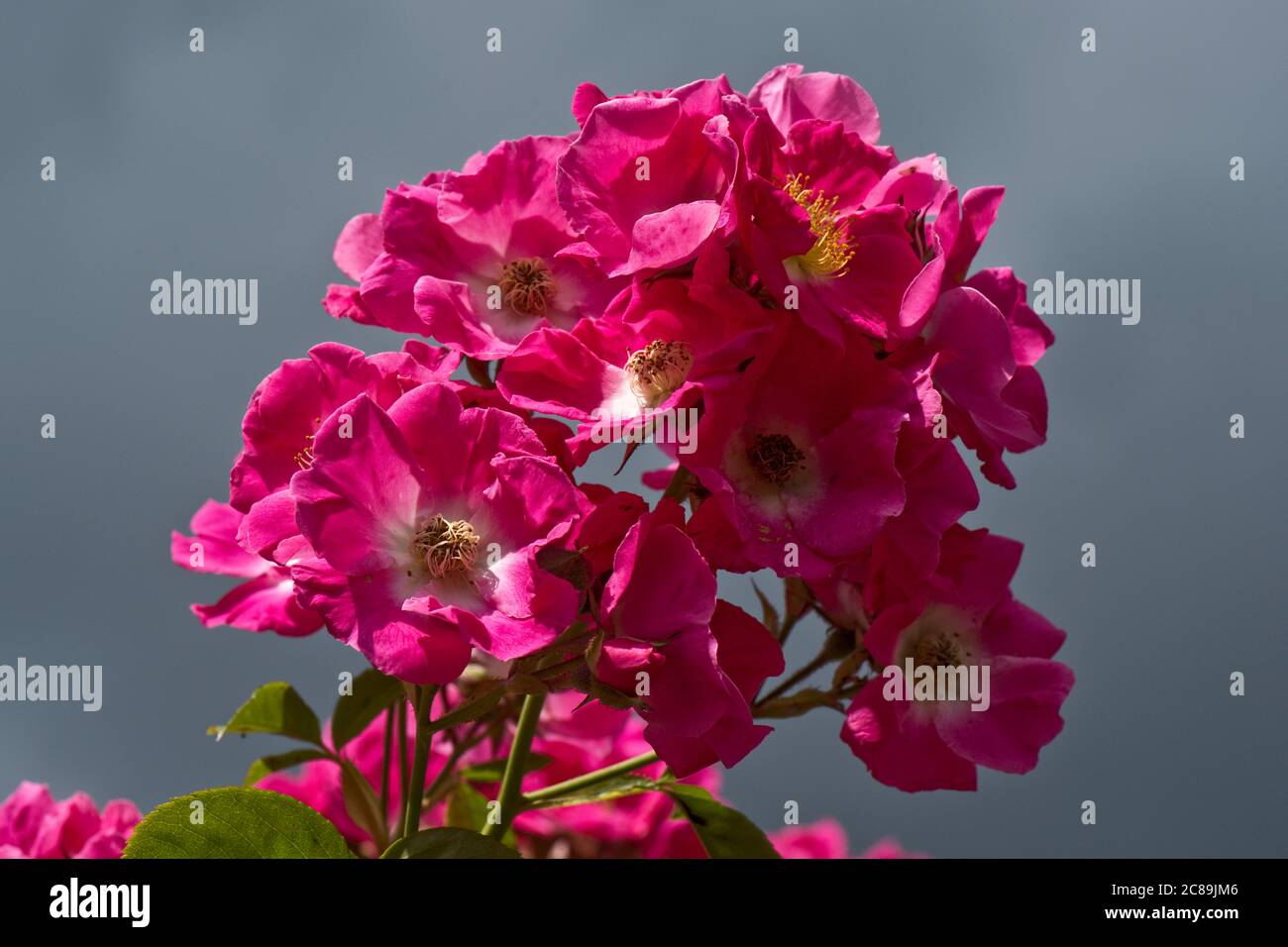 Bright pink prolific flowers of rambling rose 'American Pillar' growing over a rose arch in sunlight against a grey sky, Berkshire, June Stock Photo