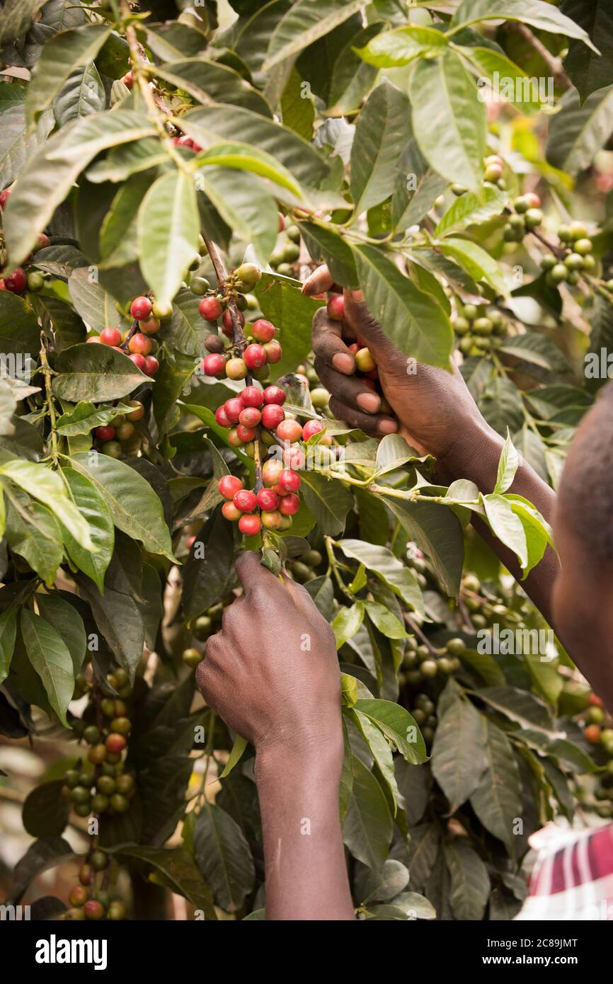 Coffee growers harvesting fresh coffee cherries on the farm on the