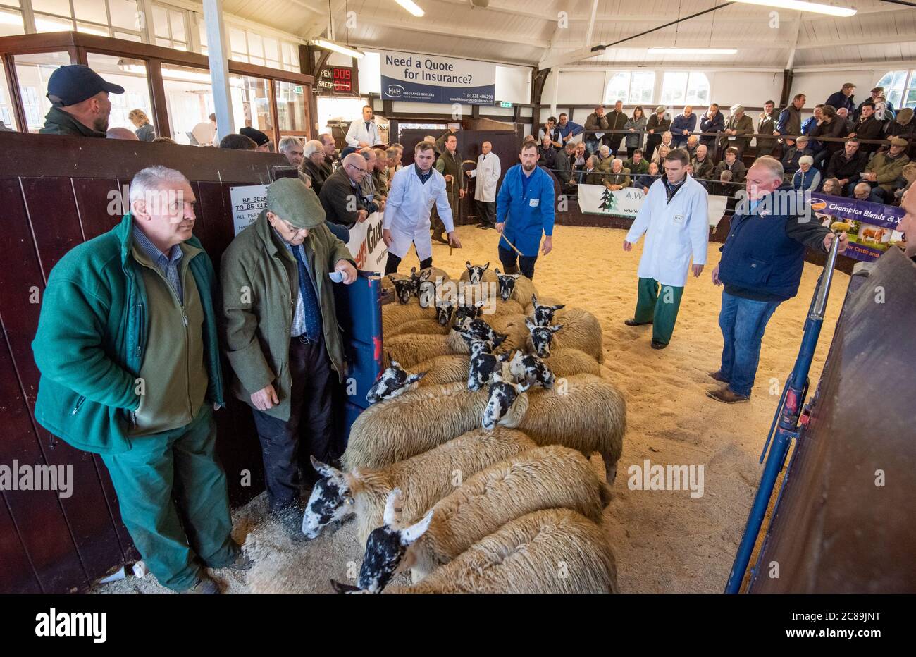 Mule sheep sale, Lazonby Livestock Auction Market, Lazonby, Cumbria.UK