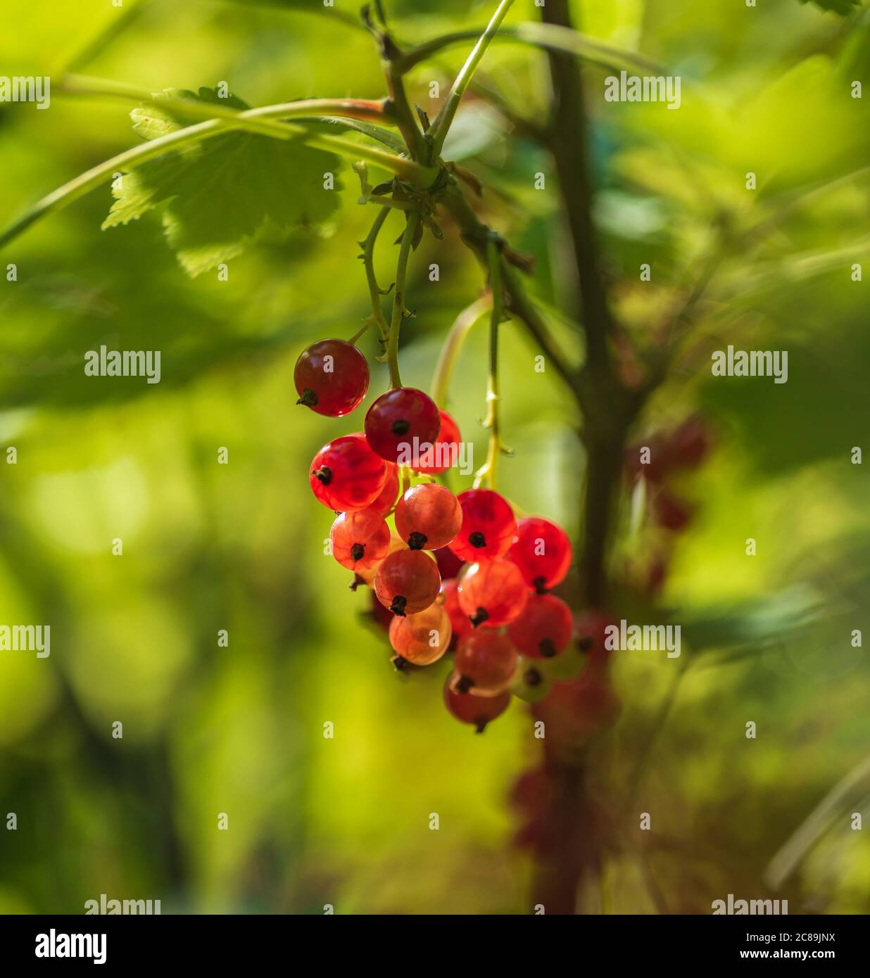 Red berries hang on a bush in the Swedish garden and can be picked during the month of July Stock Photo
