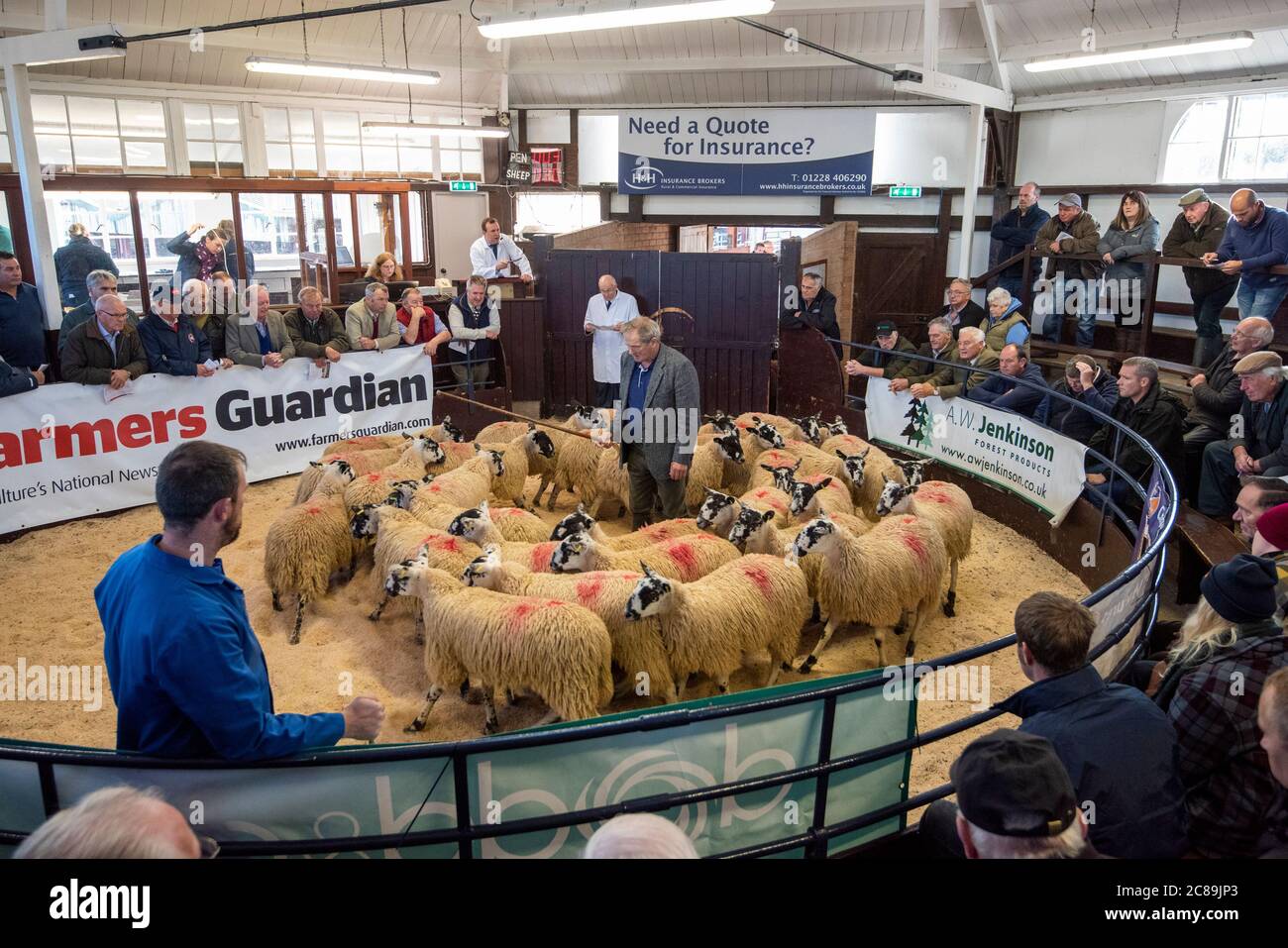 Mule sheep sale, Lazonby Livestock Auction Market, Lazonby, Cumbria.UK