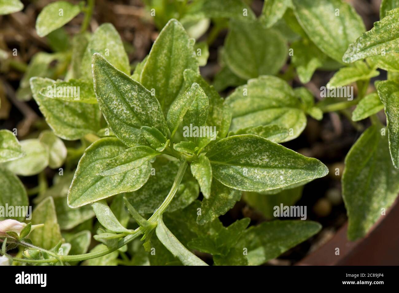 Two-spotted spider mite (Tetranychus urticae) grazing damage to the leaves of a perennial pot plant Nemesia, June Stock Photo