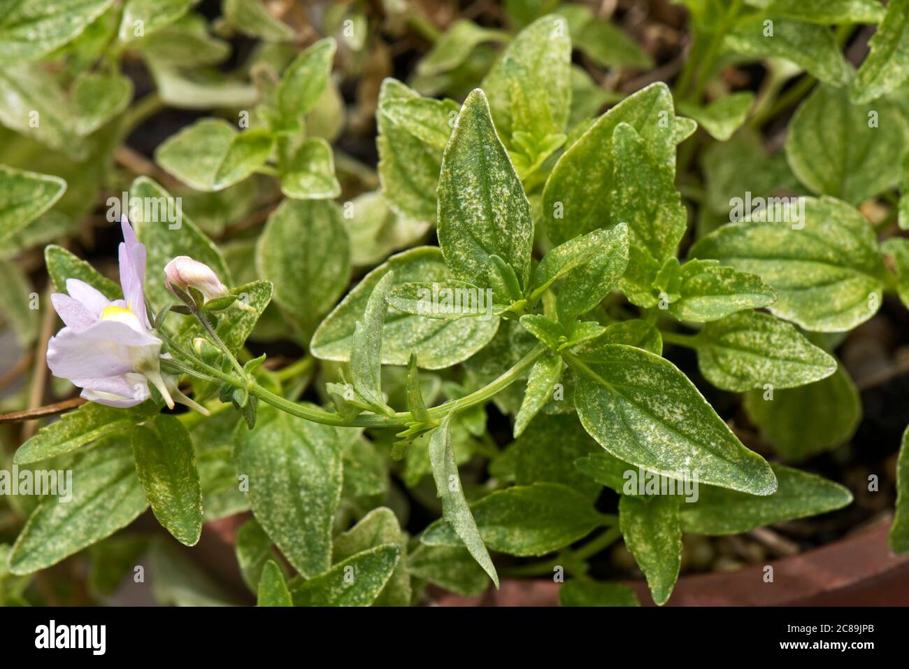Two-spotted spider mite (Tetranychus urticae) grazing damage to the leaves of a perennial pot plant Nemesia, June Stock Photo