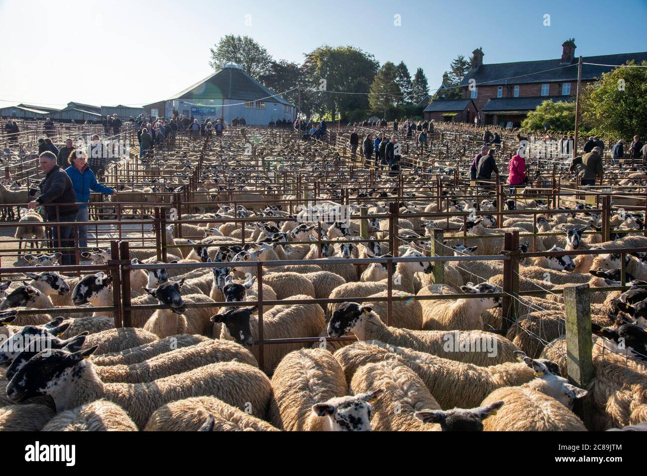 Mule sheep sale, Lazonby Livestock Auction Market, Lazonby, Cumbria.UK