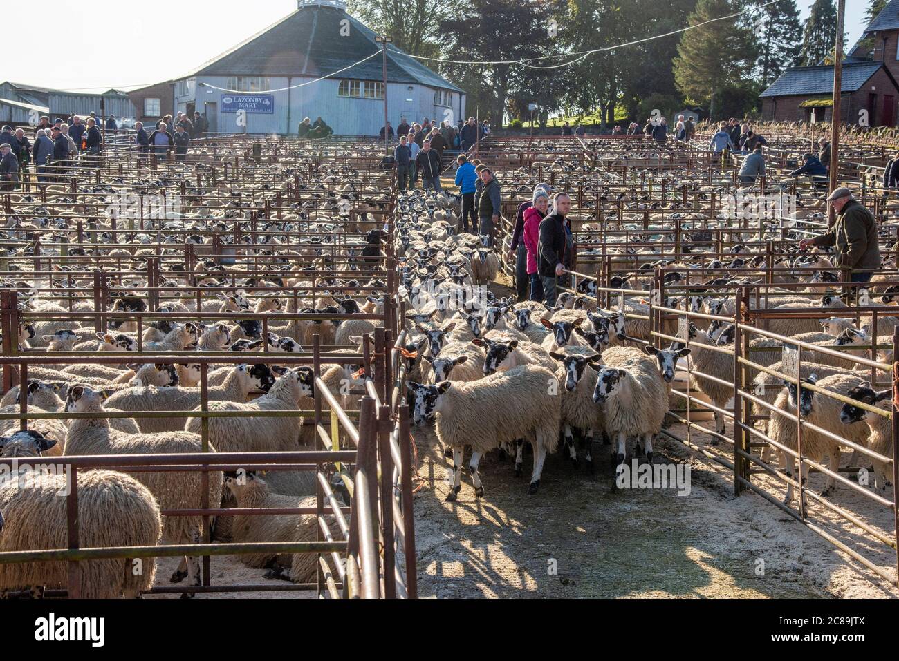 Mule sheep sale, Lazonby Livestock Auction Market, Lazonby, Cumbria.UK