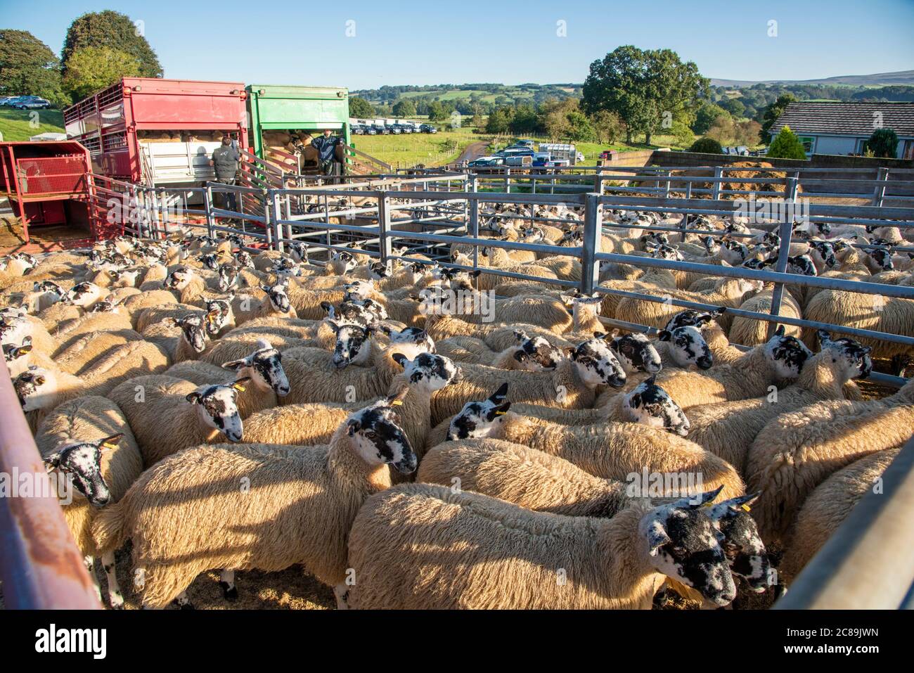 Unloading Mule sheep, Lazonby Livestock Auction Market, Lazonby