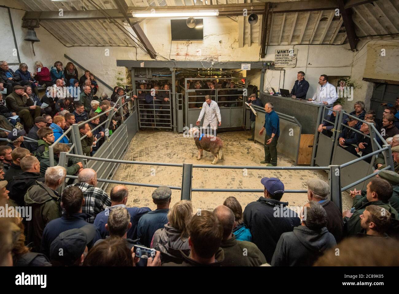 Selling a ram, Broughton In Furness sale of Herdwick sheep, Cumbria,UK