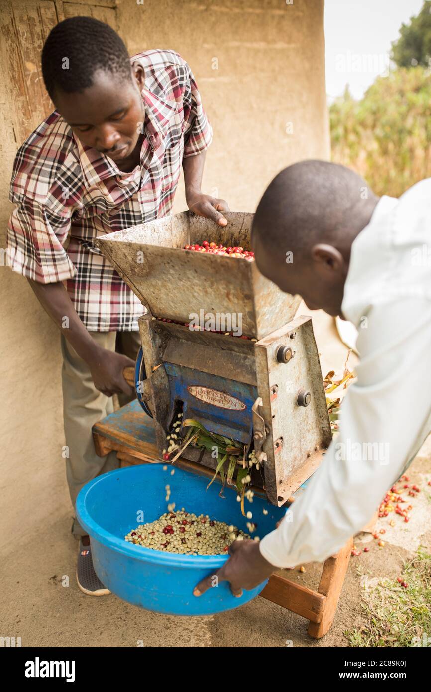 A small coffee farmer utilizes a pulping machine, quickly removing the