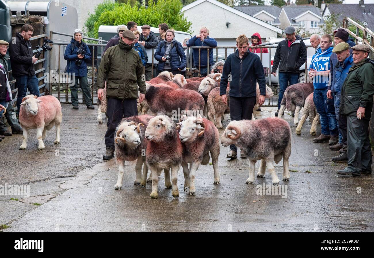 Judging rams. Broughton In Furness sale of Herdwick sheep, Cumbria